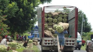 Eros con destino al Mercado de Abastos del D.F. Elotes de Eros con destino al Mercado de Abastos del Distrito Federal