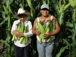 Elotes que gustan al comprador