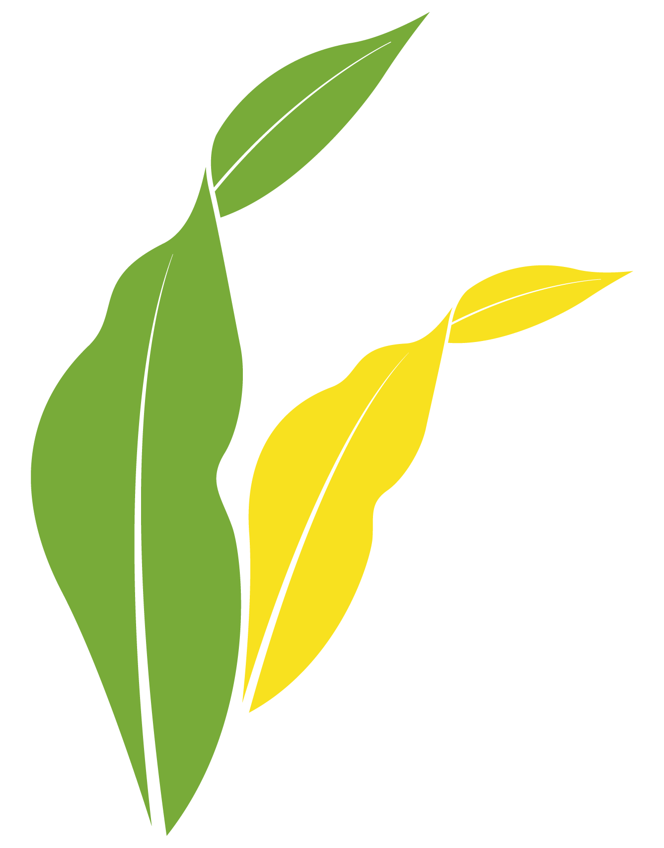 Hojas decorativas