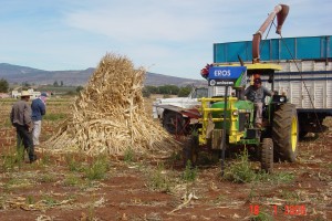 Forraje molido de planta entera de maíz en los Altos de Jalisco