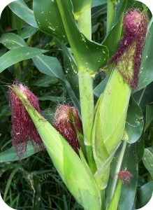 Cronos, rendimiento constante y estable