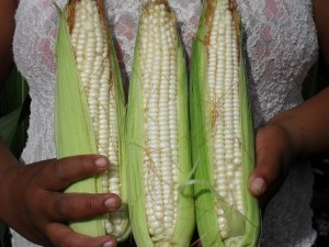 Elotes de Eros