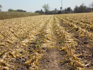 Daño total por heladas en cultivo de maíz Daño total por heladas en cultivo de maíz