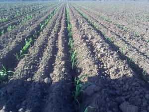 Plantitas de Ares rebrotando después de helada Plantitas de Ares rebrotando después de helada