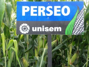 Ing. Felipe M. sembró Perseo Ing. Felipe M. sembró Perseo