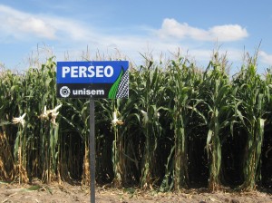 Perseo Perseo, semilla todo terreno de Unisem