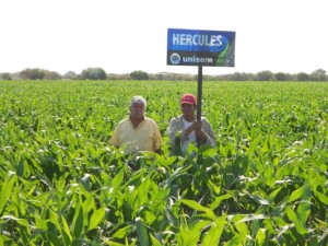 Maíz Hércules de Unisem en la Comarca Lagunera
