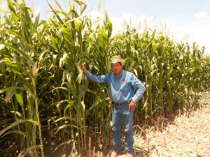 Maíz Perseo de Unisem en la Comarca Lagunera
