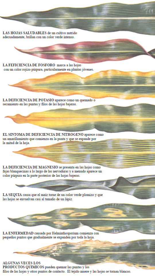 Sintomas de falta de fertilidad