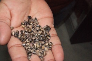 Semilla de teocintle