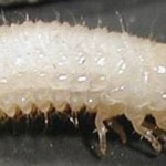 grape-colaspis-larva