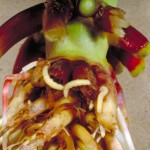 sweetcorn_CRW_larvae_Ric_Bessin_2_zoom