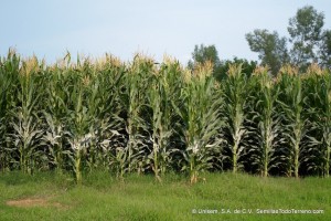 Aplicación de insecticida vs g del fruto y adulto de diabrótica en el Exp 0606 Ocotlán, Jal. 29agto2012