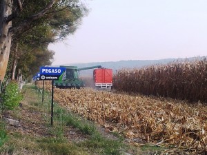 Cosecha padem, Hacienda la Soledad, Grupo Kasto