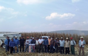 Cosecha padem, Sta. Cruz P.V. 2012 (11)