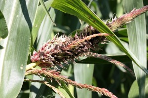 Carbón de la espiga