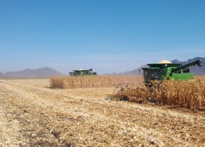Trilla de maíz Ares de Unisem en Los Mochis, Sinaloa, México