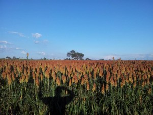 articulo sorgo 5
