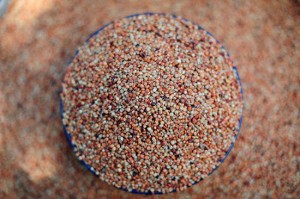 articulo sorgo 7