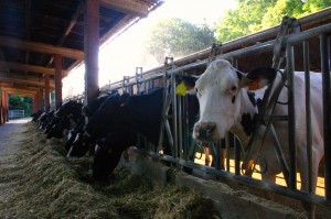 articulo sorgo8