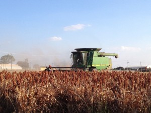 sorgo articulo 4
