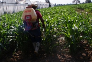 Aplicación de insecticidas químicos