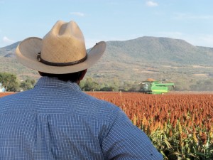 VISTA AL SORGO