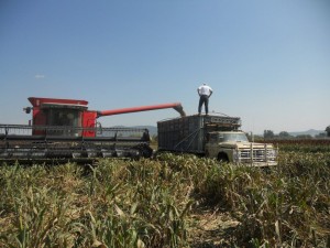 Cosechando sorgo
