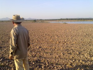 Parcela de sorgo