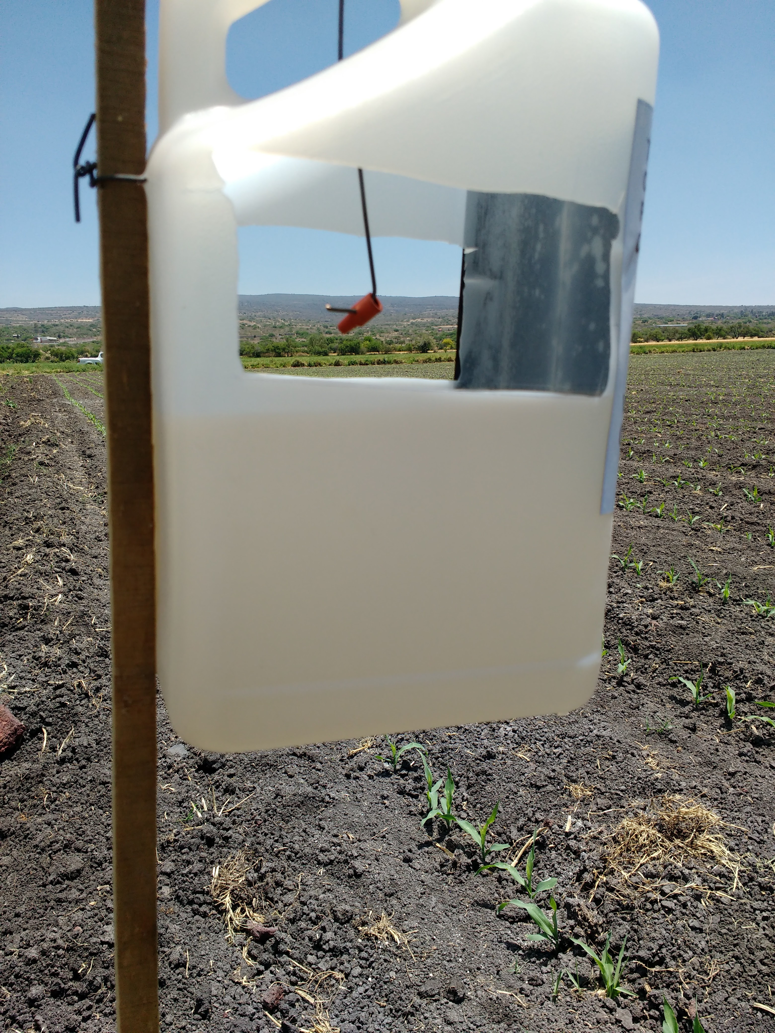 Manejo y monitoreo de gusano cogollero con feromonas (videos)