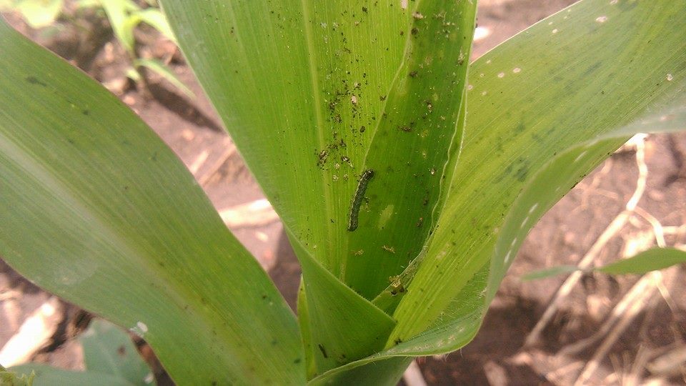 Gusano-cogollero.maiz