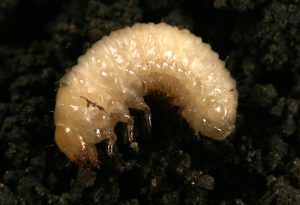 grape-colaspis-5-1-copy