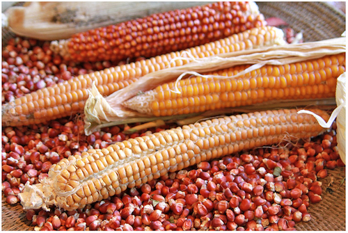 ¿Cómo llegó el maíz a Europa?