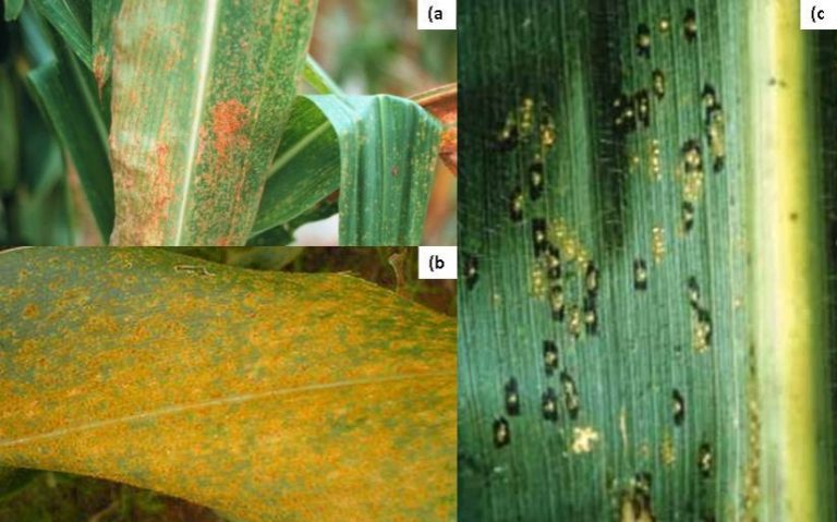 Principales Enfermedades Del Cultivo De Maíz | Unisem